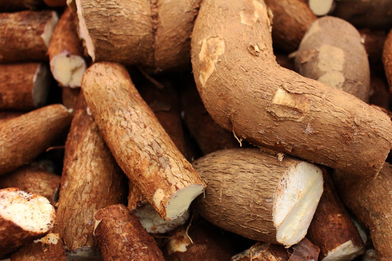 Manioc